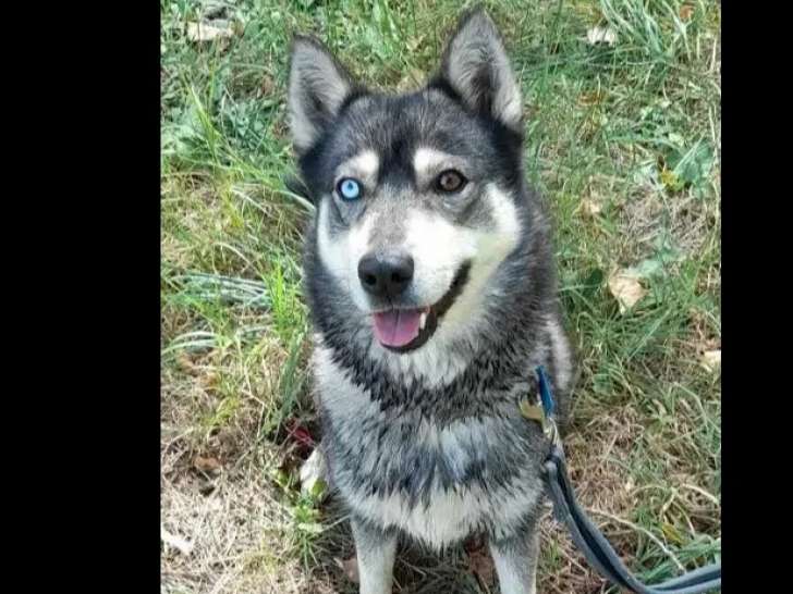Chienne Husky de Sibérie de 5 ans disponible à l'adoption