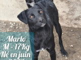 Chien d'un an en attente d'adoption