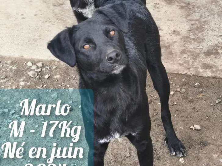 Chien d'un an en attente d'adoption