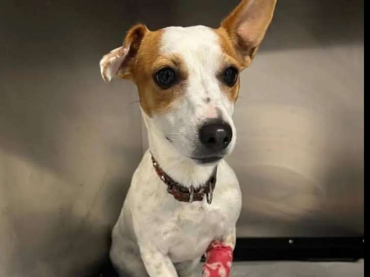 Chiot femelle Jack Russell de 5 mois prêt pour l'adoption