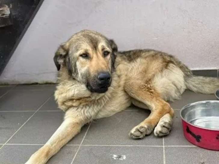 Chienne au pelage non beige en attente d’un foyer