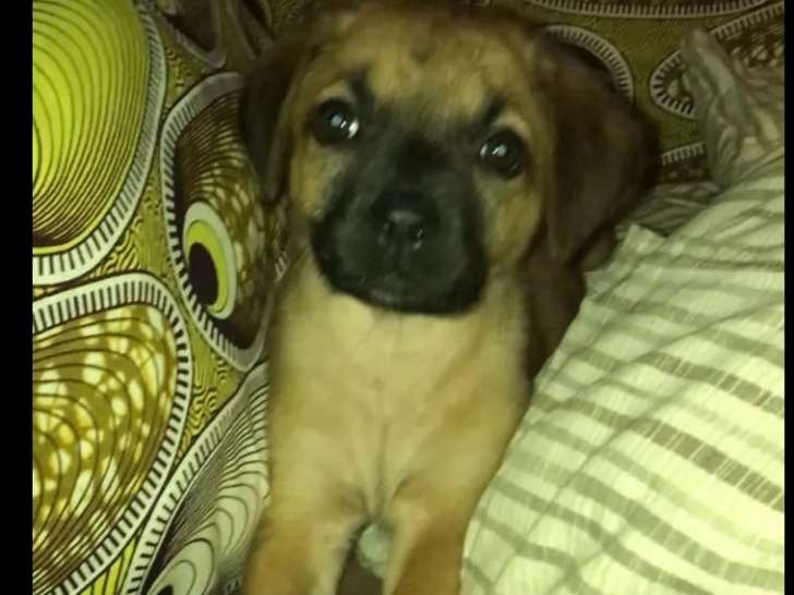 Chiot femelle de 2 mois à accueillir