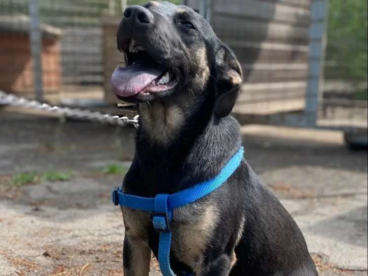 Chiot femelle noir en quête d'un foyer