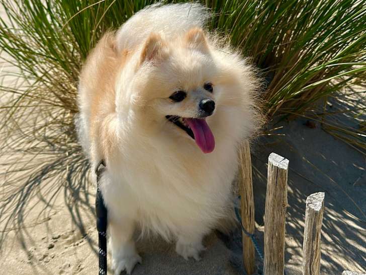 Recherche mâle Spitz Nain LOF pour saillie