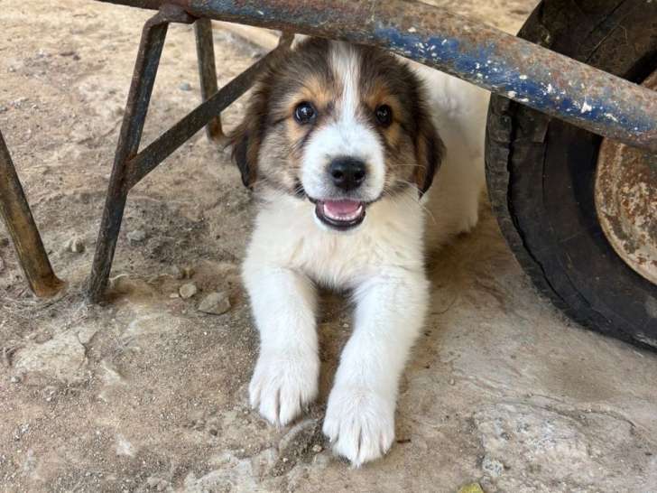 Rivka, chiot femelle à adopter