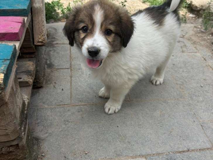 Maple, chiot femelle à adopter
