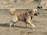 Mâle Golden Retriever LOF à vendre