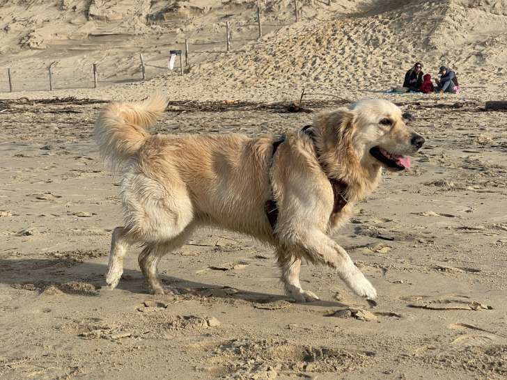 Mâle Golden Retriever LOF à vendre