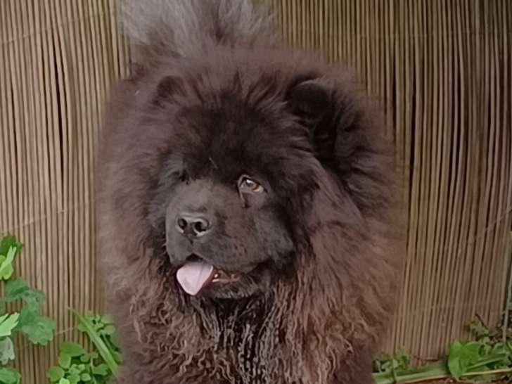 2 chiots Chow Chow avec pedigree à vendre