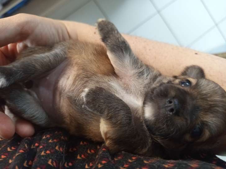 Chiots Chihuahua à réserver