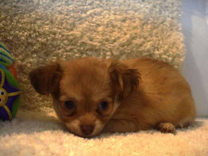 Chiots Chihuahua à réserver