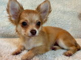 Chiots Chihuahua disponibles