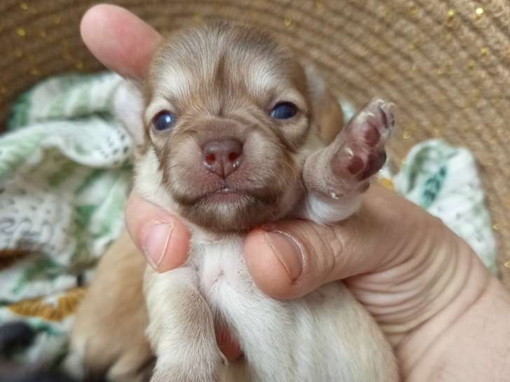 Chiots Chihuahua à réserver