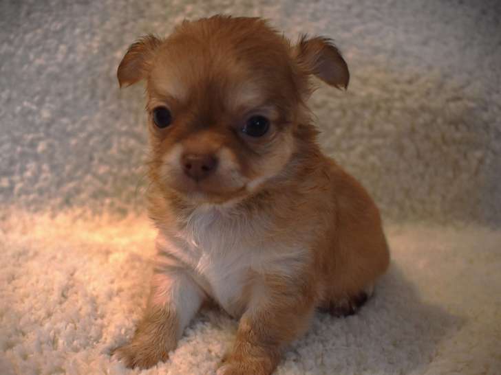 Chiots Chihuahua à réserver
