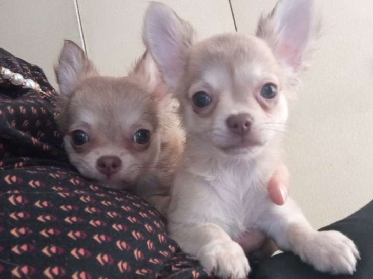Chiots Chihuahua disponibles