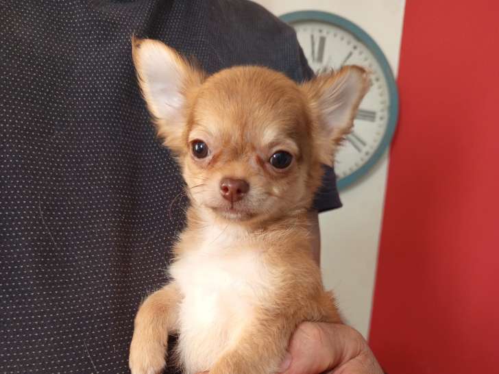 Chiots Chihuahua disponibles