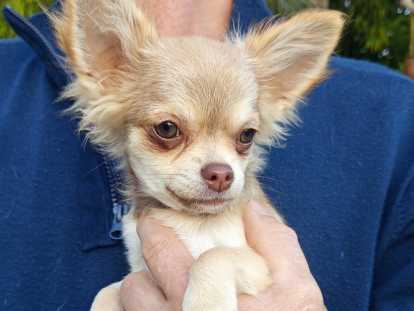 Chiots Chihuahua disponibles