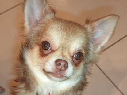 Chiots Chihuahua disponibles