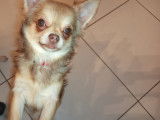 Chiots Chihuahua disponibles