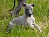 À vendre 2 chiots mâles Whippets (LOF)