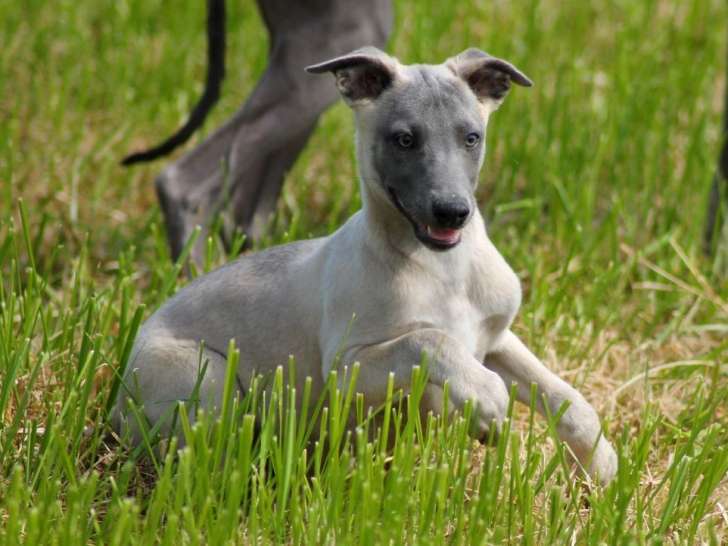 À vendre 2 chiots mâles Whippets (LOF)