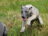 À vendre 2 chiots mâles Whippets (LOF)