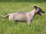 À vendre 2 chiots mâles Whippets (LOF)