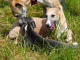 À vendre 2 chiots mâles Whippets (LOF)