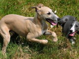 À vendre 2 chiots mâles Whippets (LOF)