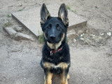 Chiot femelle Berger Allemand LOF noir et fauve à vendre