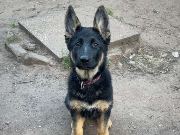 Chiot femelle Berger Allemand LOF noir et fauve à vendre