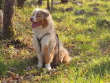 Recherche femelle Berger Australien pour saillie