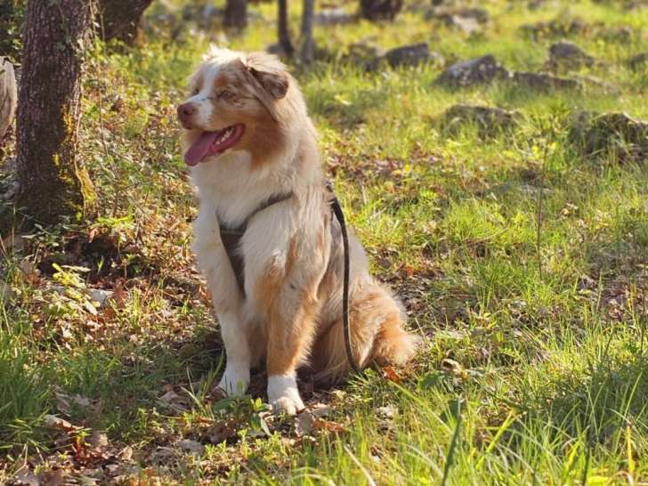 Recherche femelle Berger Australien pour saillie