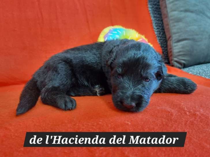 À réserver 6 chiots Bergers Allemands à poil long (LOF)