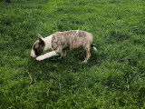 À vendre un chiot femelle Bull Terrier Miniature fauve bringé LOF