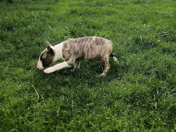 À vendre un chiot femelle Bull Terrier Miniature fauve bringé LOF