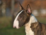 À vendre un chiot femelle Bull Terrier Miniature fauve bringé LOF