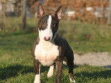À vendre un chiot femelle Bull Terrier Miniature fauve bringé LOF
