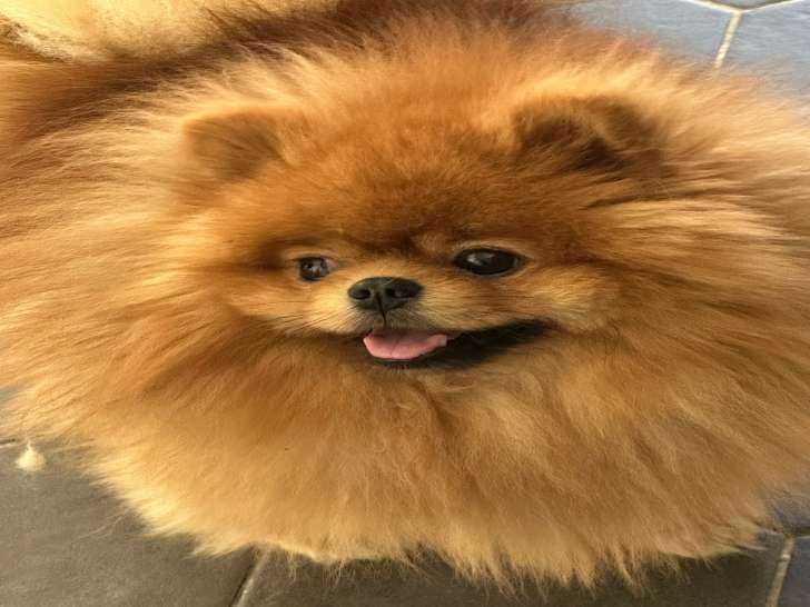 Donne Pomeranien
