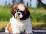 Chiot mâle Shih Tzu LOF à réserver