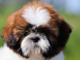 Chiot mâle Shih Tzu LOF à réserver