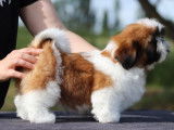 Chiot mâle Shih Tzu LOF à réserver
