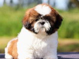 Chiot mâle Shih Tzu LOF à réserver
