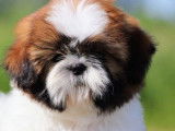 Chiot mâle Shih Tzu LOF à réserver