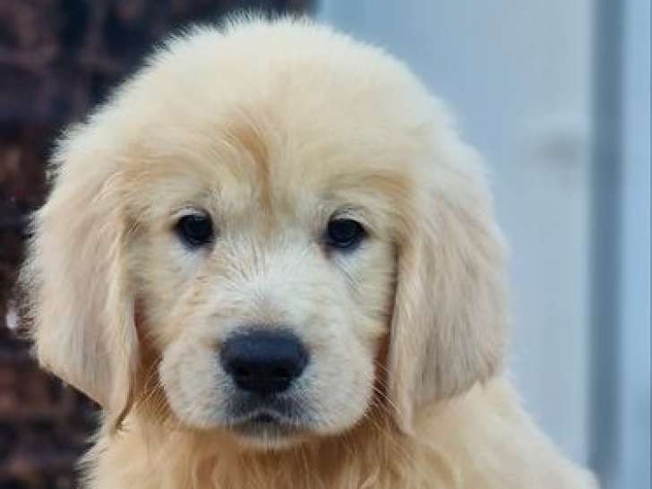 8 chiots Golden Retrievers LOF à acheter