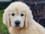 8 chiots Golden Retrievers LOF à acheter