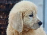 8 chiots Golden Retrievers LOF à acheter