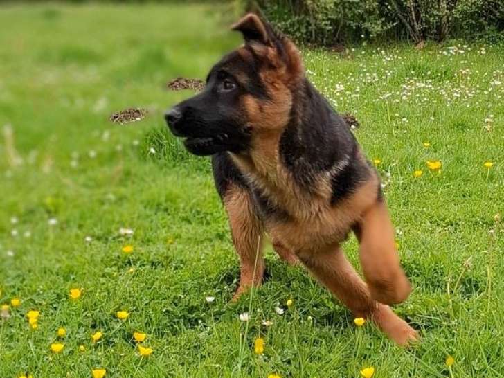 À vendre 2 chiots femelles Bergers Allemands LOF à poil court