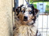 Une chienne Berger Australien LOF bleu merle d’un an disponible à la vente
