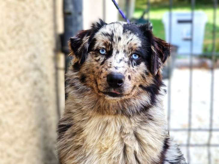 Une chienne Berger Australien LOF bleu merle d’un an disponible à la vente